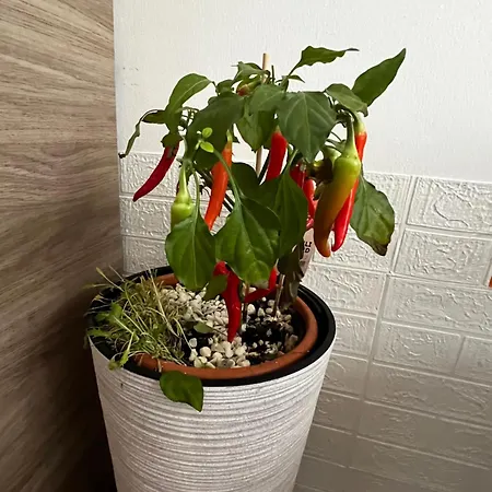 Apartment Domira Olivova Prag